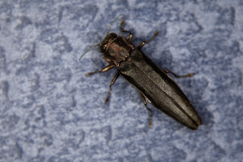 Bronze birch borer