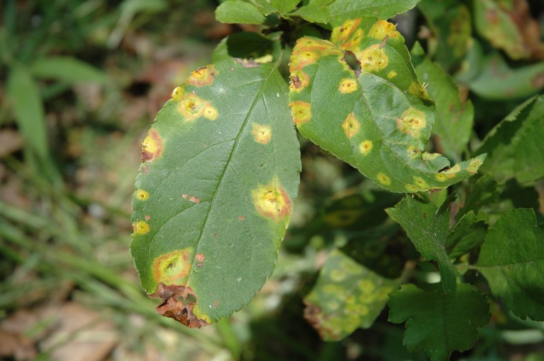 Cedar apple rust on crabapple leaves