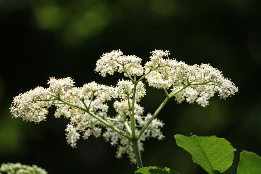 Elder flowers