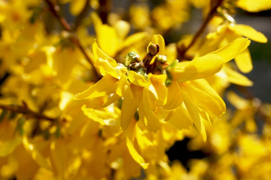 Forsythia blossom
