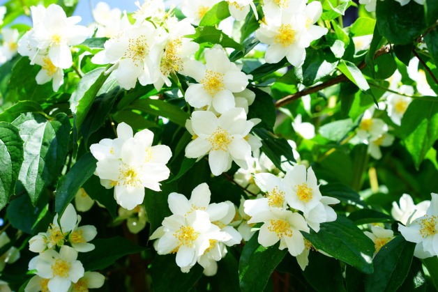 Mock orange blossoms