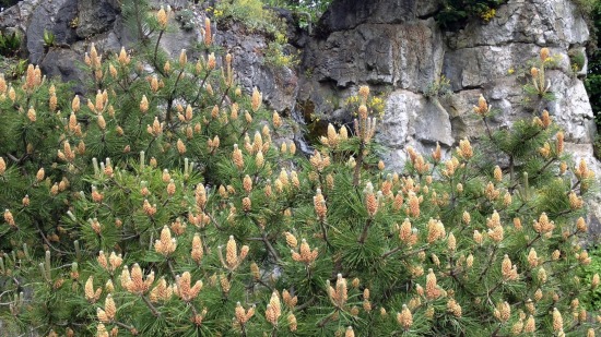 Mugo pines in front of a rock face