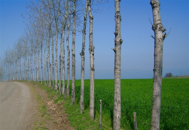 Poplar trees