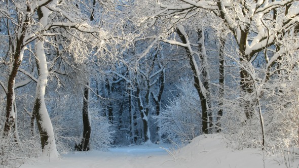 Snowy trees