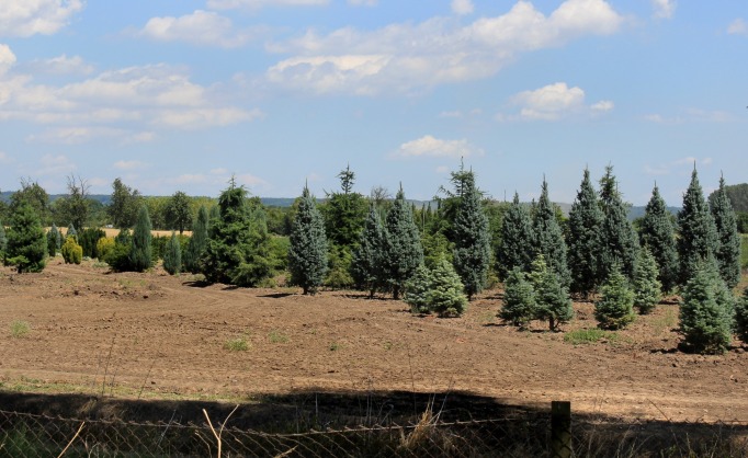 Tree nursery