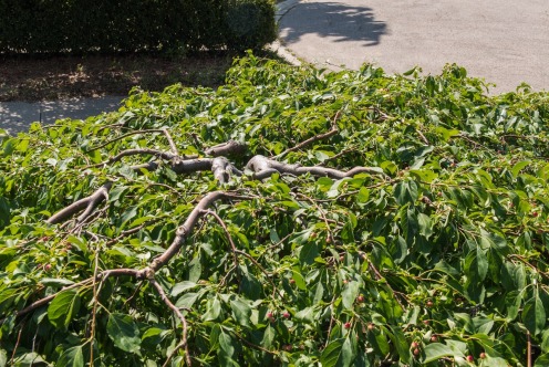 Looking down at the damaged weeping apple tree