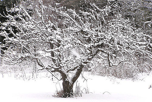 Winter Pruning